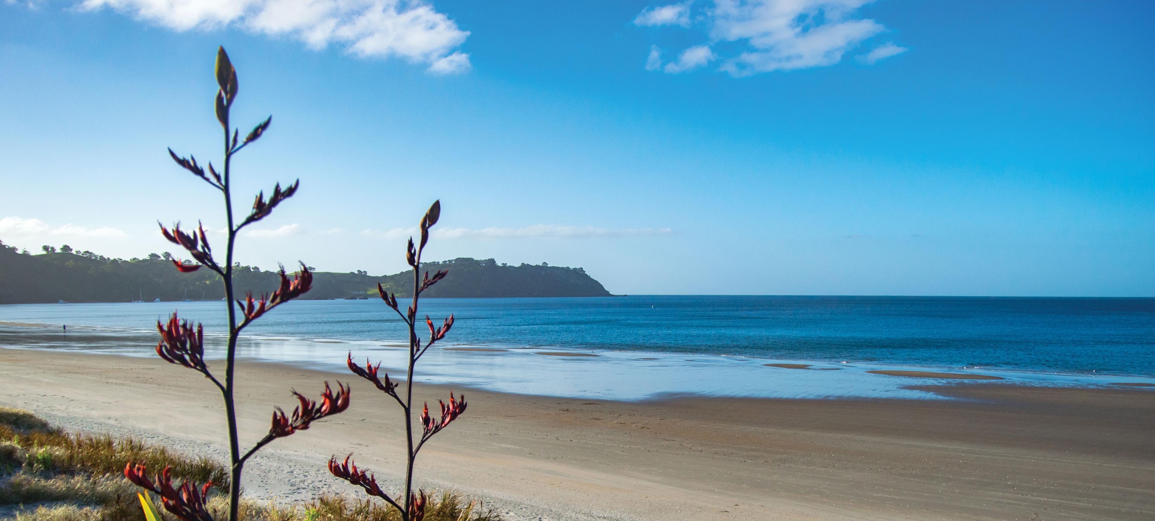 Flax on ocean beach